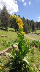 Gentiana lutea