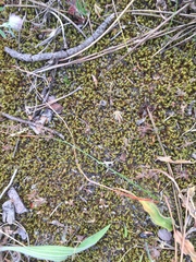 Pseudocrossidium crinitum