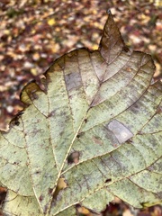 Phyllonorycter lucetiella
