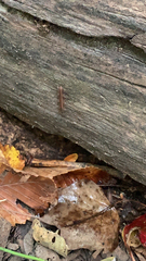 Lithobius forficatus