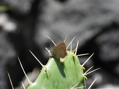 Callophrys xami