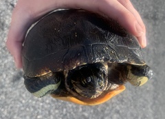 Deirochelys reticularia
