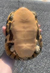 Deirochelys reticularia