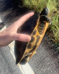 Deirochelys reticularia