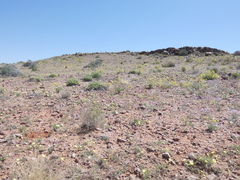 Aristida adscensionis