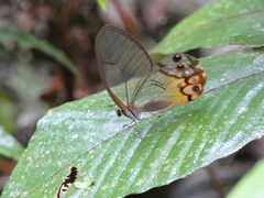 Haetera piera