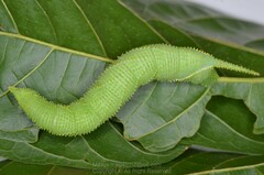 Marumba dyras