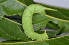 Marumba dyras