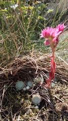Sempervivum arachnoideum