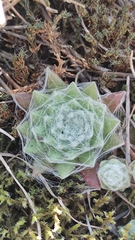 Sempervivum arachnoideum