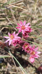 Sempervivum arachnoideum