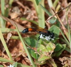 Ammophila