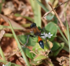 Ammophila