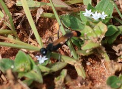 Ammophila