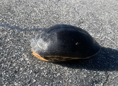 Deirochelys reticularia