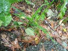 Scleria terrestris