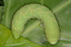 Clanis bilineata