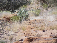 Monechma spartioides