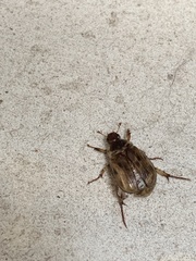 Scarabaeidae