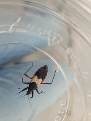 Microtomus purcis