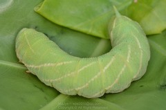 Clanis bilineata