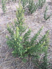 Ambrosia psilostachya