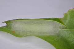 Plusiopalpa adrasta