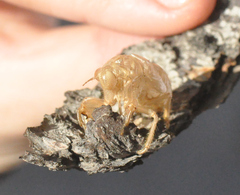 Cicada orni