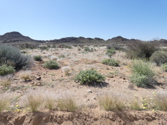 Euphorbia gregaria
