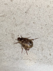 Scarabaeidae