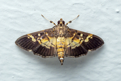 Uresiphita quinquigera