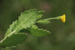 Osteospermum grandidentatum