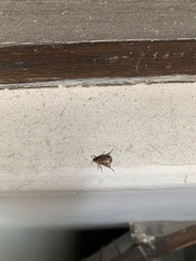 Scarabaeidae
