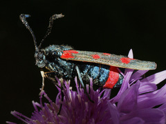 Zygaena centaureae