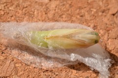 Plusiopalpa adrasta