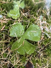 Ranunculus lapponicus