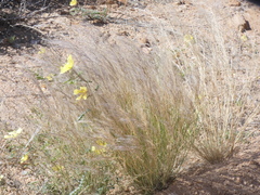Aristida stipitata