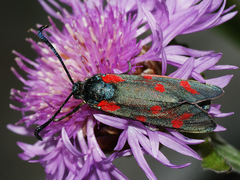 Zygaena centaureae