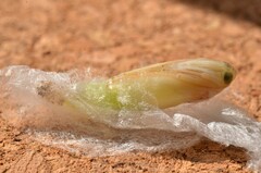 Plusiopalpa adrasta