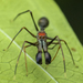 Ant-mimic Spiders - Photo (c) @dineshphotography7797, some rights reserved (CC BY), uploaded by @dineshphotography7797