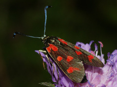 Zygaena centaureae