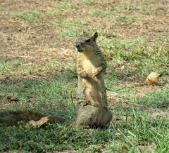 Sciurus niger