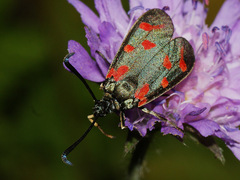 Zygaena centaureae