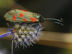 Zygaena centaureae