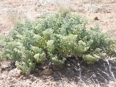 Tetragonia reduplicata