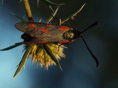 Zygaena centaureae