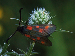 Zygaena centaureae