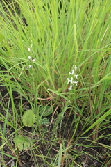 Striga bilabiata bilabiata