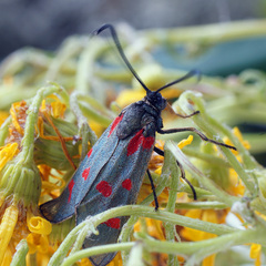 Zygaena centaureae