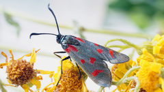 Zygaena centaureae